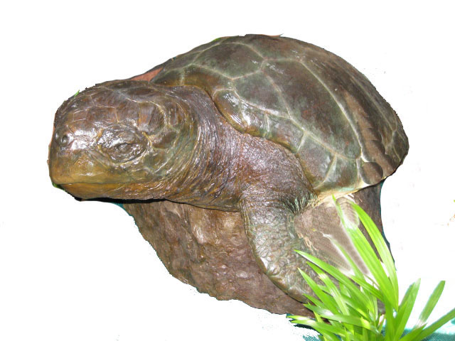 Turtles 4A
